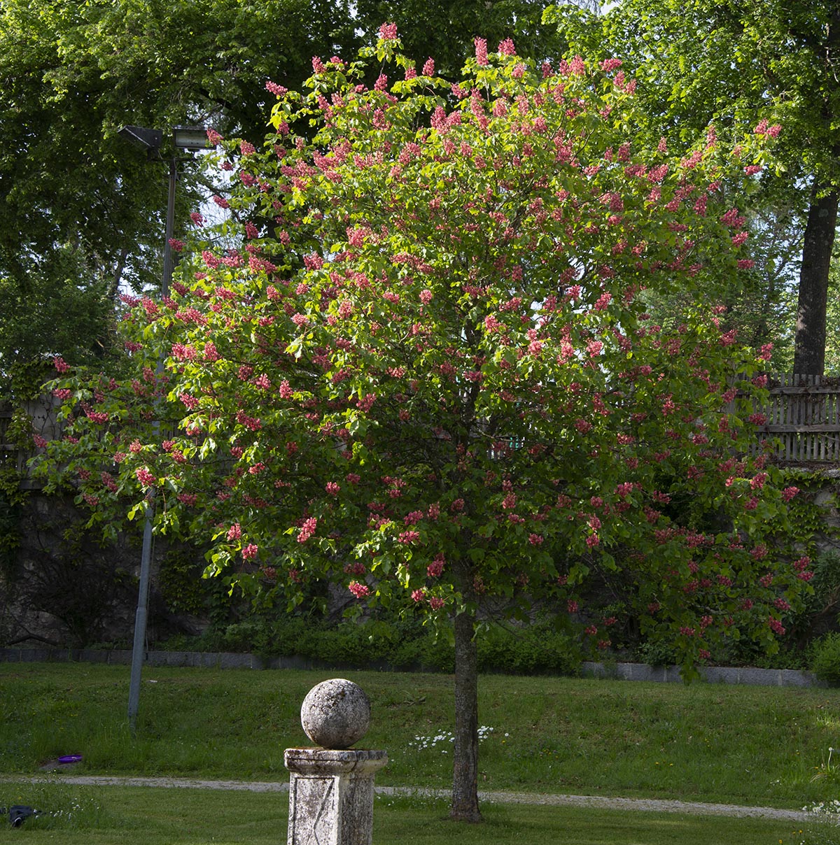 kleiner Baum